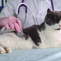 愛猫が病気になったら…行う可能性のある『検査』5選と費用の目安