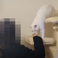 成人式で帰省した姉→猫に買ってきたお土産を出した瞬間…想像を超えた『最高のセンス』に家族が絶賛「見た瞬間声でた」「あまりにも良い」