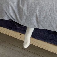 お見送りをしてくれなかった猫→ベッドを見てみると…思わずニヤける『可愛すぎる姿』が374万表示「出かけるのは分かってそう」「優しい！」