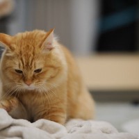 意外に手先が器用な猫たち！猫が見せる、かわいらしい『手のしぐさ』3選