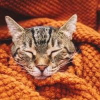 愛猫が『飼い主さんの服の中に入ってくる』ときのキモチ3選　猫には心地良い要素がたくさん？