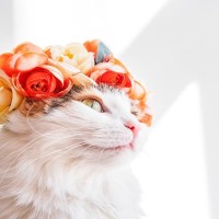 『王族』に愛された歴史を持つ猫種4選　なかには高貴な人しか飼えなかった猫も