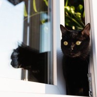 『ペット可賃貸物件』で起こりうる猫のトラブル4選　猫ぐらしをするなら人一倍気をつけるべきこと