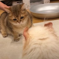 病院帰りの猫が仲間に忘れられてしまった結果→ボス猫の『神対応』がスゴすぎると話題「愛の神様なのかな」「優しいのにフラれちゃったｗ」