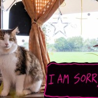 愛猫のご機嫌を損ねてしまった！上手に『ごめんね』を伝えるための5つの方法