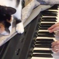 『ねこふんじゃった』を猫の前で弾いてみた結果…想像を絶するほどの『とんでもない光景』に20万いいね「攻撃力ｗ」「ことごとくマイナーｗ」