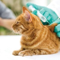 猫の麻酔について｜概要や手順、注意点まで【獣医が解説】