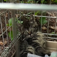 『下半身が麻痺した子猫』を保護→毎日リハビリを続けた結果……まさかまさかの"展開"に感動する人続出「胸が熱くなった」「愛情に涙がでる」