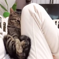ずっと膝の上にいた猫→狭めていったら降りるかなと思ったら…笑いすぎ注意な『まさかの姿』が127万再生「反則ｗ」「絶対笑い堪えるの無理ｗ」