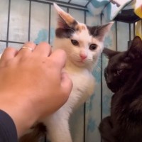『触れないからと返された猫』→やさしく撫で続けてみたら…？想像以上の"変化"に驚きが隠せないと反響続々「すごいｗ」「知っちゃった」
