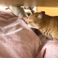 大好きなママのそばで熟睡する甘えん坊猫→『魔法の言葉』を言ってみたら…可愛すぎる瞬間が話題「ぷぅぷぅ寝息可愛い」「おとぎ話みたいで素敵」