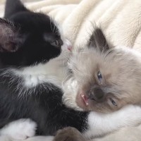 子猫が遊び疲れて寝ていたら、他の子が近づいてきて…思わず笑みが溢れる『かわいい瞬間』が３万再生「ずっと見ていたい」「もーたまらない」