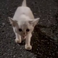 道端で鳴き叫ぶ幼い白猫に『おいで』と声をかけたら…驚きの光景に涙があふれでると55万再生「声が枯れてる」「必死で生きてきたんだね」