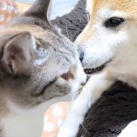 遊びを中断した猫→犬に『猫流のあいさつ』をした結果…あまりにも『尊すぎるリアクション』に「ずっと見ていたい」「優しい目にうるっと」