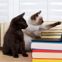 猫が起こしかねない、『困ったパソコントラブル』4選　故障に誤爆…思ったより大事になるかも？