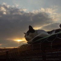 猫は実は『夜行性』じゃなかった！猫の『活動時間』にまつわる豆知識3選
