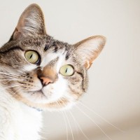 愛猫と目線がバチッ！『よく目が合う』ときの3つの理由　こちらから目をそらすべき？