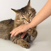 猫が『絶対に触らないで！』と思っている体のパーツ3選とその理由　嫌がっているサインも解説