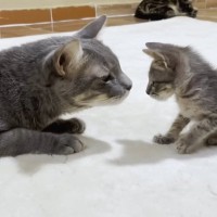 『犬にいじめられていた子猫』を保護して11日…先住猫と初対面した結果→『最高の神対応』が優しすぎると10万再生「グッと来て泣きそうに」