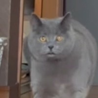 『猫が何か言ってる』→隠れて撮影してみたら…耳を疑うほどの『綺麗すぎる発音』が61万再生「えぇ！凄っ！」「本当にちゃんと言ってる」