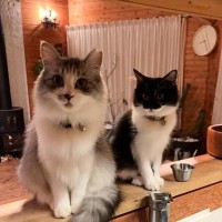 『長毛種のもふもふ猫を数ヶ月撮影』してみたら…驚愕の『ビフォーアフター』に1万3000いいね「伸び代がすごいｗ」「別猫レベル」