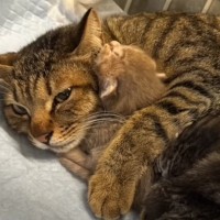 『極寒のなか妊娠していた１匹の母猫』が保護されて…家の中で見せた『胸を打つ光景』に「見ていて涙がでた」「本当に良かった」と感動の声続出