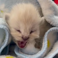 『可愛すぎて震えた』まだ目も開いていない赤ちゃん猫が…破壊力ヤバい『まさかの行動』が68万再生「ハート射抜かれる」「なんて貴重」