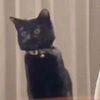 『ヨーヨーパフォーマー』→猫に技を見せてみた結果…とんでもない『動き』が笑えると62万再生「好きすぎるｗ」「段々と消えていくの笑う」