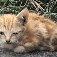 ピザを買いに行く途中で出会った『うずくまる瀕死の子猫』→生存確率50％と宣告されて……「涙があふれてきた」「幸運だと思う」＜海外＞