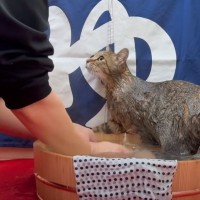 １年ぶりに『猫をお風呂に入れた』結果…予想外の光景に"思わず癒される"と反響続々「本当かわいいなあ」「ほっこりしました」の声