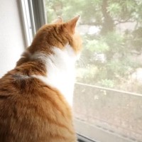 窓を開けてほしい猫→あまりにも独特すぎる『まさかのアピール方法』が笑えると35万再生「ちらっと確認してからｗ」「ドラムモード最高ｗ」