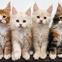 生まれたばかりの『メインクーンの赤ちゃん猫』が、100日目を迎えたら…尊すぎる『成長の軌跡』が236万再生「涙がでた」「素敵」＜海外＞