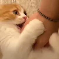 飼い主さんが子猫の名前を呼ぶと…ニヤニヤが止まらない『可愛すぎる瞬間』が58万再生「何度も見ちゃう」「たまらん」と悶絶する人続出