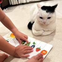 息子に『絵本の読み聞かせ』をされる猫→表情を見てみると……思わず爆笑の"瞬間"が260万表示「耳が物語っているｗ」「眉間に皺がｗ」
