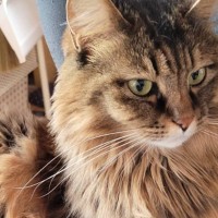 イスに座ってくつろぐ猫を見てみたら…飼い主さんもビックリの『謎ポーズ』が可愛すぎると57万表示「ふわふわだからできる技」「天才」