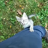ハイキング途中の山の中で出会った1匹の子猫→後ろをずっとついてきて…まさかの『結末』が534万再生「心温まる物語」「とても感動」＜海外＞