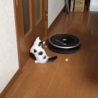 『ロボット掃除機が接近』してきたら、『小さな子猫』は…可愛すぎて思わず笑っちゃう瞬間が605万再生「追いつめられるｗ」「ヤバい可愛い」