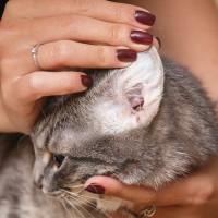 猫の中耳炎と内耳炎について｜主な原因や症状、治療法まで【獣医が解説】