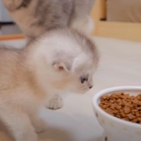 『初めてのドライフード』をあげてみたら、子猫たちが…心癒される『たまらなく愛おしい姿』が11万再生「自然と笑顔になった」「あぁ天国」