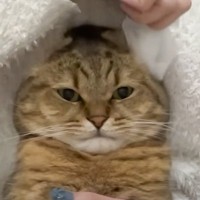 猫の『耳そうじ』をしようと耳を折りたたんだ結果…予想もしていなかった『衝撃の姿』に爆笑する人続出「虚無ｗｗ」「余計丸くなったｗ」