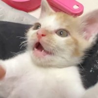 『ミニサイズの子猫』が遊んでいたら…ナゾの生物が！？→『まさかの新人教育』が面白すぎると話題「猫型珍獣だｗ」「お互い良い遊び相手だね」