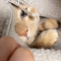 パパの服の中に入って『カンガルーごっこ』するのが好きな猫→ママも挑戦してみたら…まさかの光景が40万再生！「過呼吸になりそう」「素敵」