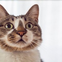 猫が『恐怖を感じているとき』のサイン３選　見られたときのなだめ方・NG行為も