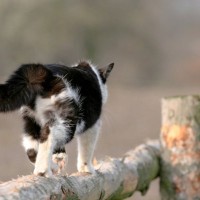 猫の『すごい足さばき』のヒミツ選！障害物を落としたり倒したりせずに歩けるのはなぜ？
