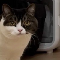 父親猫の『ピンチ』に息子が…まさかの『親子の絆を感じる行動』が健気すぎると４万再生「２匹とも頑張りました」「並んでご飯食べてるの可愛い」