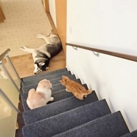 階段の下で倒れている先住犬を発見した子猫…『優しさ溢れる反応』が癒されると25万再生「心配そうな顔が可愛い」「小さいながら賢い」