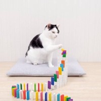 ドミノを見つめる猫たち→『最後の仕掛け』に到達したら…まさかのラストが可愛すぎると2105万再生「大人しいことに驚き」「相性いいね」