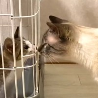 突然やってきた子猫に戸惑う先住猫→『55日間一緒に暮らした』結果…絆が育まれていく姿に感動「相性良すぎ」「これからもずっと仲良くね」