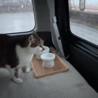 猫と『雨の日にドライブと車中泊』をしたら…雨音の中で過ごす"静かな時間"に癒されると72万再生「いいなぁ」「自然な感じが最高」
