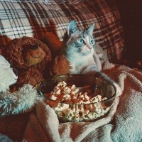 「新種のカウチポテト？」専用ルームでテレビ画面を楽しむ猫がSNSで話題に